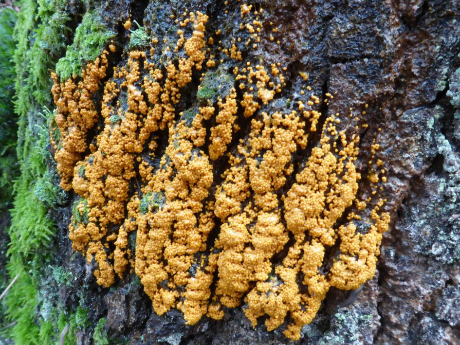 Welke slijmzwam is dit?